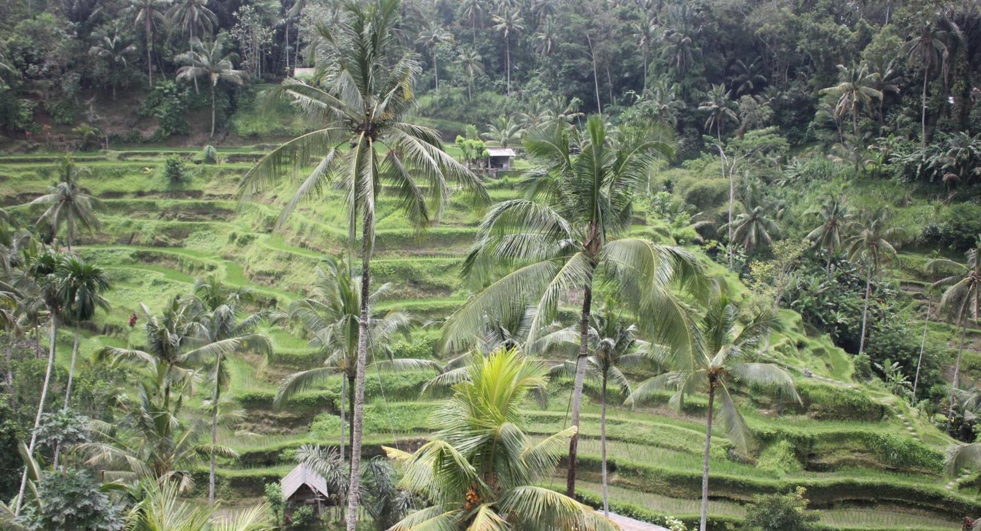 Sari Gong Guest House, A Trishula Collection Ubud Exteriör bild